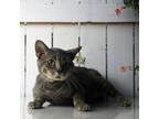 Adopt Smokey a Gray or Blue Domestic Shorthair / Mixed cat in Yuma
