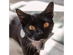 Adopt Manwich a All Black Domestic Shorthair / Mixed cat in Fairfax Station