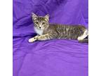 Adopt Jose a Gray or Blue Domestic Shorthair / Mixed cat in North Myrtle Beach