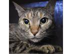 Adopt Lana a Gray or Blue Domestic Shorthair / Mixed cat in West Palm Beach