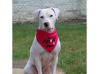 Adopt Issis Brown a White - with Tan, Yellow or Fawn Pit Bull Terrier / Mixed