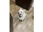 Adopt Ace a White Mutt / Mixed dog in Scottsdale, AZ (38999646)