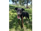 Adopt Raleigh a Black Mixed Breed (Medium) / Mixed dog in Kansas City