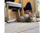 Adopt Willow a Brown Tabby Domestic Shorthair (short coat) cat in Oceanside