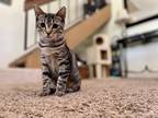 Adopt Harlow a Brown Tabby Domestic Shorthair (short coat) cat in Oceanside