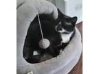 Adopt Rocky a Black & White or Tuxedo Domestic Mediumhair (short coat) cat in