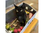 Adopt Momma Tuxedo a All Black Domestic Shorthair / Mixed cat in St.
