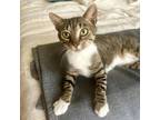 Adopt Jennifur a Brown or Chocolate Domestic Shorthair / Mixed cat in
