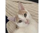 Adopt Pepper Jack a Orange or Red Domestic Shorthair / Mixed cat in Washington