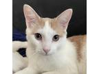 Adopt Colby Jack a Orange or Red Domestic Shorthair / Mixed cat in Washington