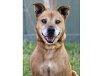 Adopt Presley a Brown/Chocolate Basset Hound / Terrier (Unknown Type