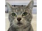 Adopt Dotty a Gray or Blue Domestic Shorthair / Mixed cat in Carmel