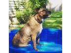 Adopt Bella a Brown/Chocolate - with White Australian Cattle Dog / Terrier