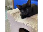 Adopt Portia a All Black Domestic Shorthair / Mixed cat in Carmel, IN (38986283)