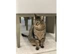 Adopt Theo a Gray, Blue or Silver Tabby Domestic Shorthair / Mixed (short coat)