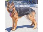 Adopt LADY JANE a Brown/Chocolate German Shepherd Dog / Mixed dog in Pt.