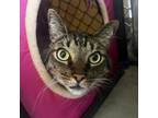 Adopt Louie a Gray or Blue Domestic Shorthair / Mixed cat in Buellton