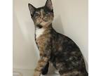 Adopt Tabitha a Calico or Dilute Calico Domestic Shorthair / Mixed cat in