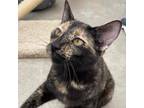 Adopt Na've a Domestic Shorthair / Mixed cat in Taos, NM (38963582)