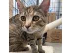 Adopt Thea a Domestic Shorthair / Mixed cat in Taos, NM (38959544)