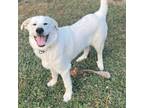 Adopt Lennie a White - with Tan, Yellow or Fawn Great Pyrenees / Labrador