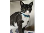 Adopt Poppy a All Black Domestic Shorthair / Domestic Shorthair / Mixed cat in