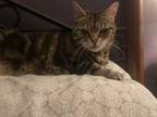 Adopt Ivy Hope a Black (Mostly) Domestic Shorthair (short coat) cat in Scranton