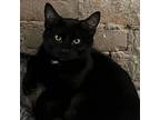 Adopt Saguaro a All Black Domestic Shorthair / Mixed cat in St.Jacob