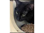 Adopt Raven a Domestic Shorthair / Mixed (short coat) cat in Madison