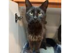 Adopt Meatball Marinara a All Black Domestic Mediumhair / Mixed cat in St.Jacob