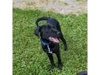 Adopt King a Black Mixed Breed (Medium) / Mixed dog in East Smithfield