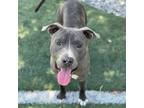 Adopt Keelyn a Gray/Silver/Salt & Pepper - with Black Mixed Breed (Large) /