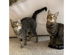 Adopt Coffee Kuwait a Brown or Chocolate Domestic Shorthair / Mixed cat in