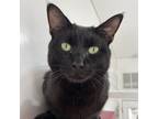 Adopt Ashford a All Black Domestic Shorthair / Mixed cat in Kanab, UT (38863226)