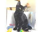 Adopt Pixie a All Black Domestic Shorthair (short coat) cat in Manahawkin