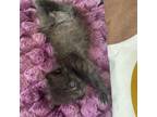 Adopt McNova a All Black Domestic Shorthair / Mixed cat in Kanab, UT (38917645)