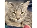 Adopt Patricia a Gray or Blue Domestic Shorthair / Mixed cat in Fairport