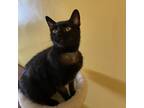 Adopt Millie a All Black Domestic Shorthair / Mixed cat in Georgina
