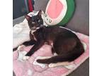 Adopt Tanjiro a All Black Domestic Shorthair / Mixed cat in Los Angeles