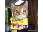 Adopt Marley a Domestic Shorthair / Mixed (short coat) cat in Ft.