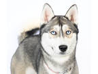 Adopt Laika a White Husky / Mixed dog in Tinley Park, IL (38996912)