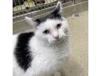 Adopt Michael Jackson a White Domestic Shorthair / Domestic Shorthair / Mixed