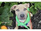 Adopt Waffle Fry a American Staffordshire Terrier / Mixed dog in Ewing