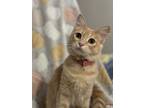 Adopt Pip a Orange or Red Tabby Domestic Mediumhair (long coat) cat in Dallas