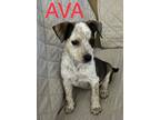 Adopt AVA a Tricolor (Tan/Brown & Black & White) Jack Russell Terrier / Beagle /