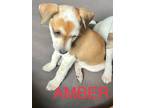 Adopt AMBER a Red/Golden/Orange/Chestnut - with White Jack Russell Terrier /