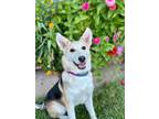 Adopt Claire a Tan/Yellow/Fawn Mixed Breed (Medium) / Mixed dog in Kyle