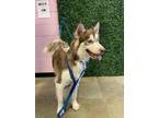 Adopt Guero a Brown/Chocolate Siberian Husky / Mixed dog in El Paso
