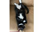 Adopt Harley a Black & White or Tuxedo Domestic Shorthair / Mixed (short coat)