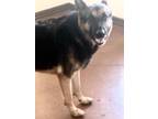 Adopt Midnight a Black - with Tan, Yellow or Fawn German Shepherd Dog / German